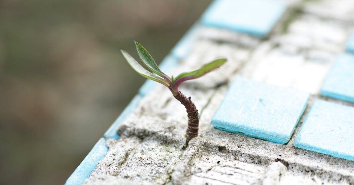 Green Leafed Plant on Sand